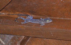 Gekko verreauxi