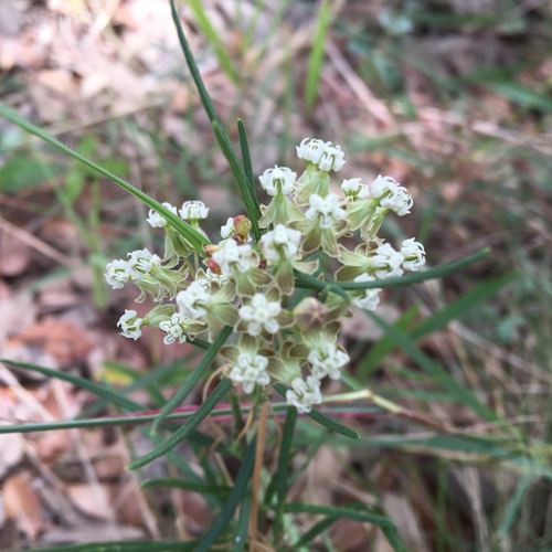Asclepias verticillata