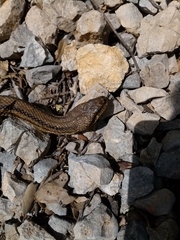 Elaphe quatuorlineata