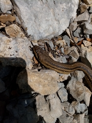 Elaphe quatuorlineata