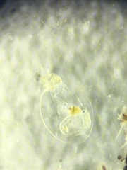 Asplanchna herricki