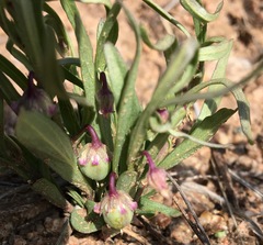 Pombalia verticillata