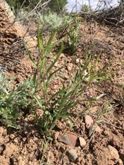 Pombalia verticillata