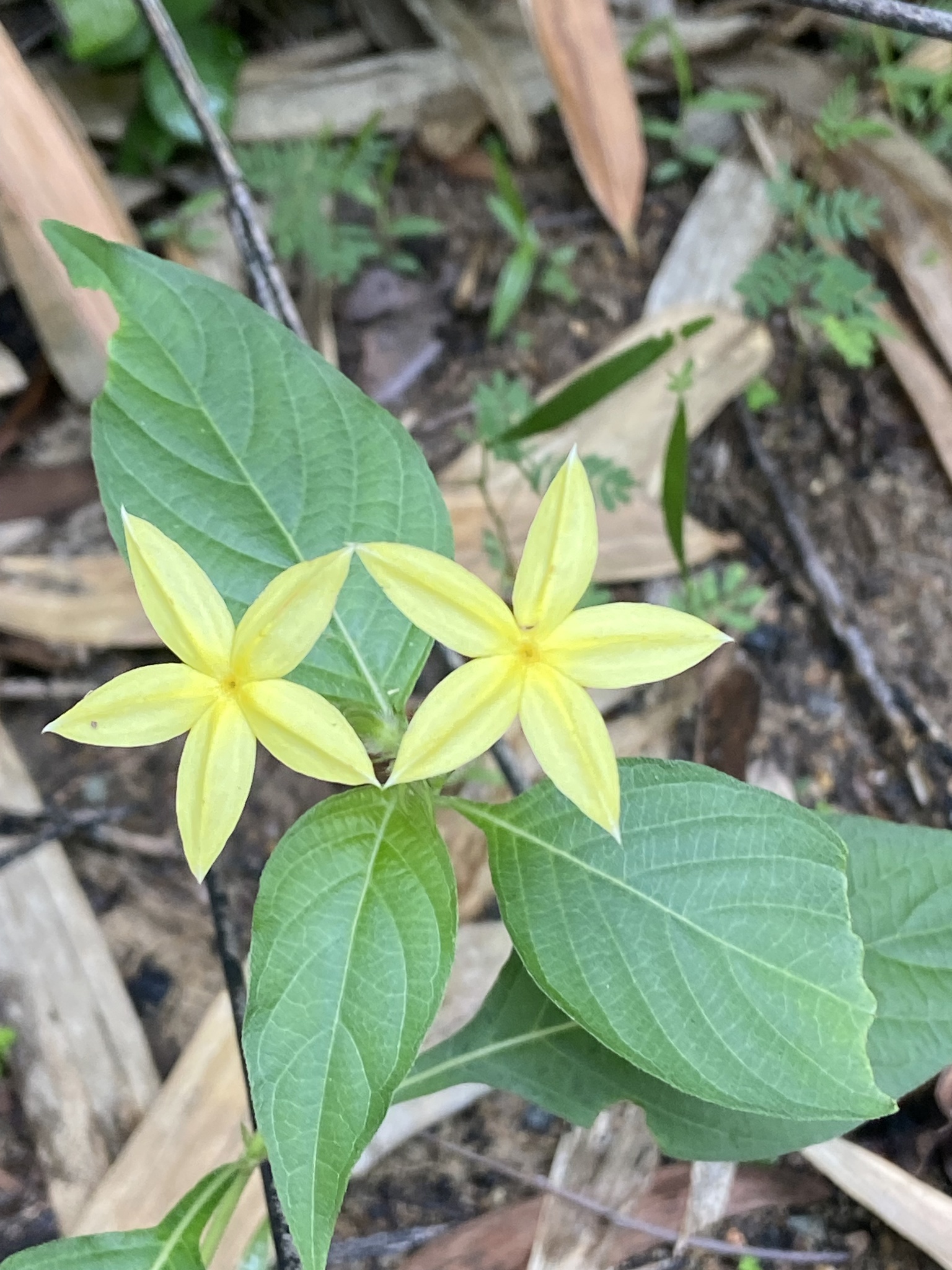 Mussaenda uniflora (Mussaenda uniflora)