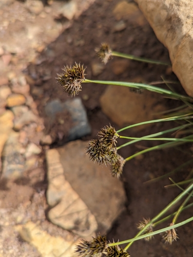 Carex microptera iNat (2)