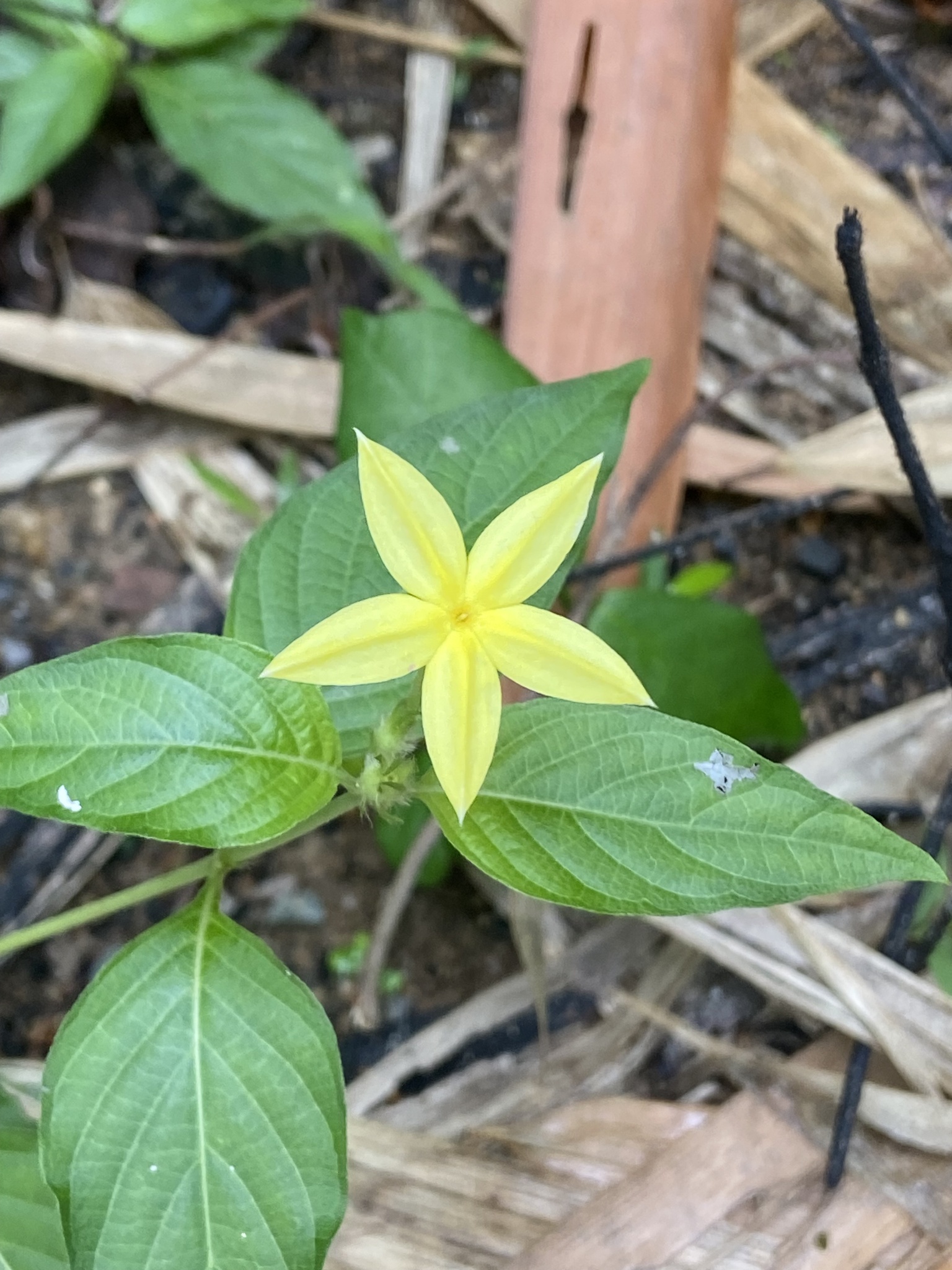 Mussaenda uniflora — ảnh 2