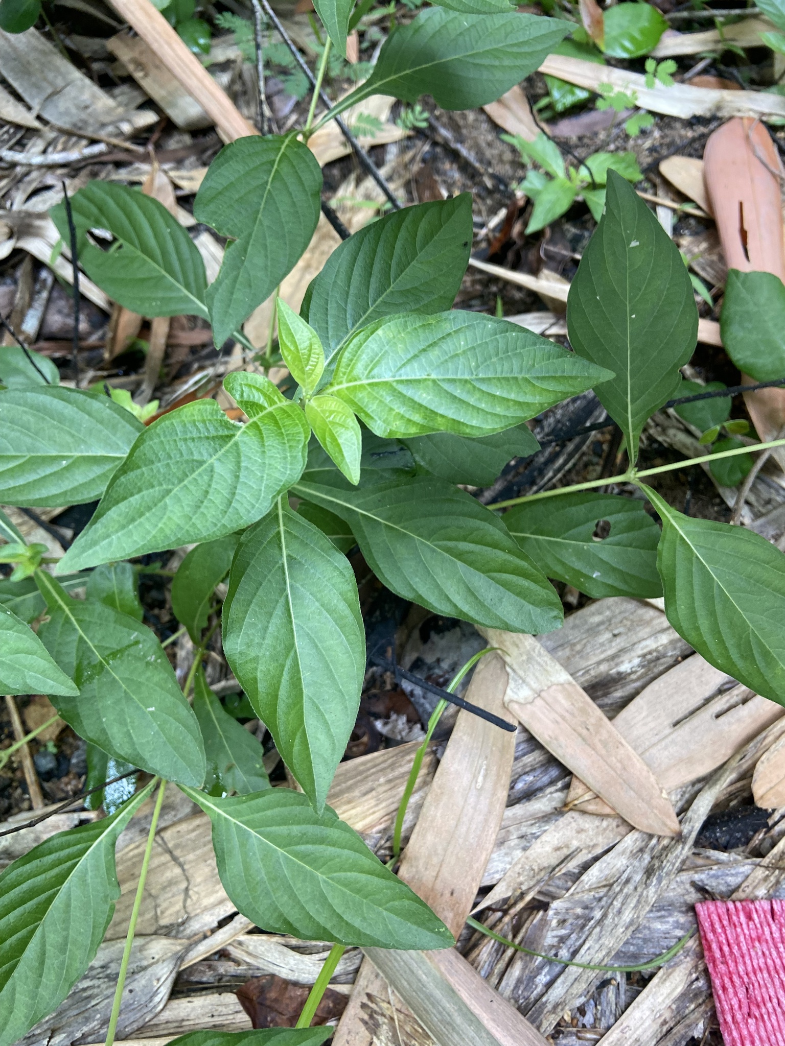 Mussaenda uniflora — ảnh 3