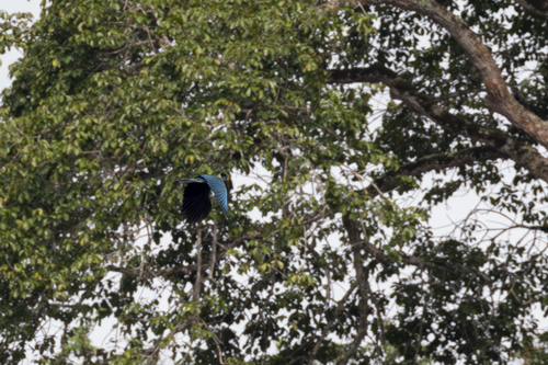 Great Blue Turaco