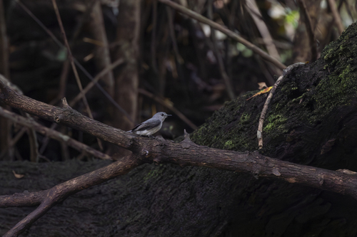 Cassin's Flycatcher
