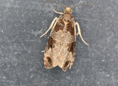 Olethreutes footiana