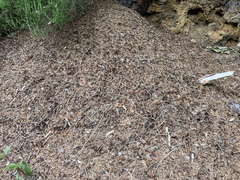 Formica polyctena × rufa
