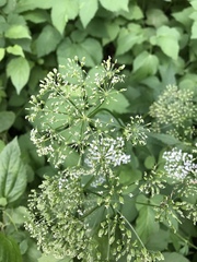 Aegopodium