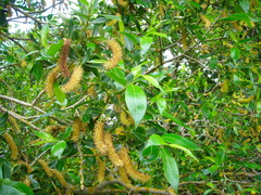 Salix pentandra