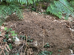 Formica polyctena × rufa