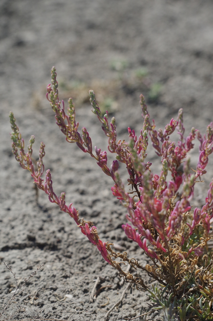 Suaeda heterophylla