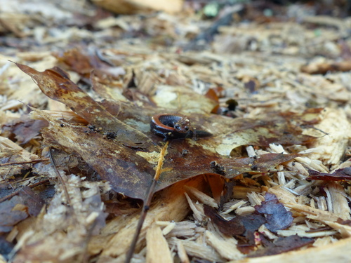 Plethodon serratus