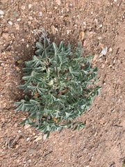 Pediomelum megalanthum