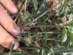 Pediomelum megalanthum