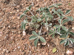 Pediomelum megalanthum