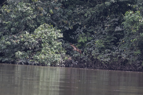Palm-nut Vulture