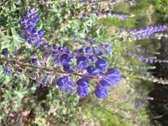 Lupinus argenteus palmeri