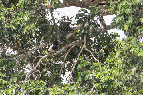 White-thighed Hornbill