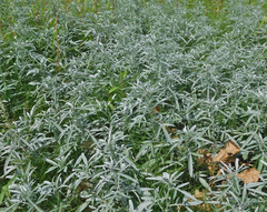 Ambrosia grayi