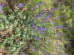 Lupinus argenteus palmeri