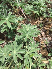 Lupinus argenteus palmeri