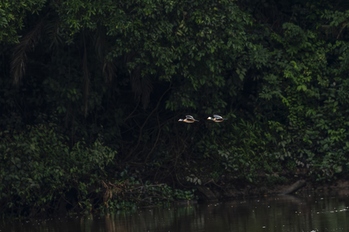 African Pygmy-Goose
