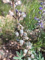 Lupinus argenteus palmeri