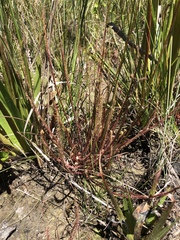Drosera filiformis