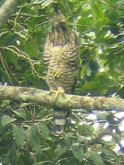 Nisaetus nipalensis