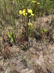 Drosera filiformis