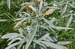 Ambrosia grayi