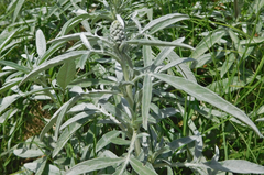 Ambrosia grayi