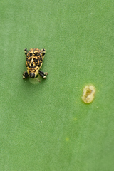 Peltophorus polymitus