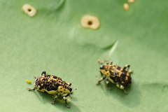 Peltophorus polymitus