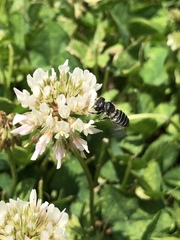 Megachile rotundata