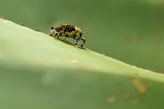 Peltophorus polymitus