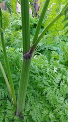 Anthriscus sylvestris nemorosa