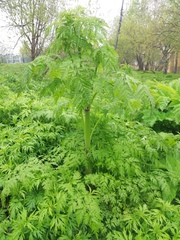 Anthriscus sylvestris nemorosa