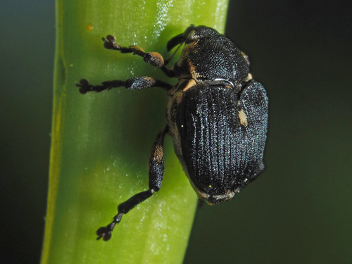 Iris weevil, photo 7 of 8