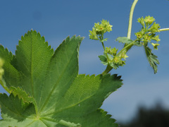 Alchemilla xanthochlora