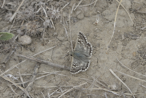 Pyrgus onopordi