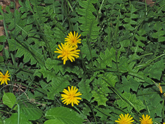 Aposeris foetida