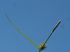 Carex hostiana