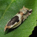 Ancylis myrtillana - Photo (c) Felix Riegel,  זכויות יוצרים חלקיות (CC BY-NC), הועלה על ידי Felix Riegel