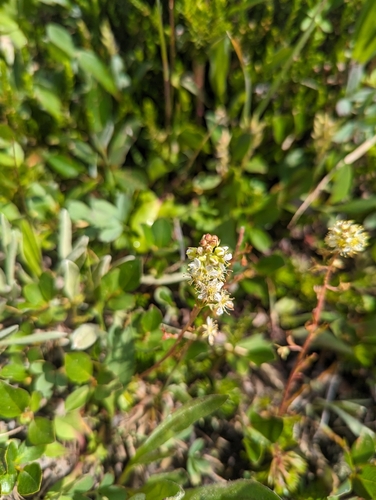 Image of Micranthes occidentalis by (c) Caleb Catto, some rights reserved (CC BY)