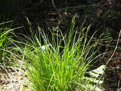 Carex elongata